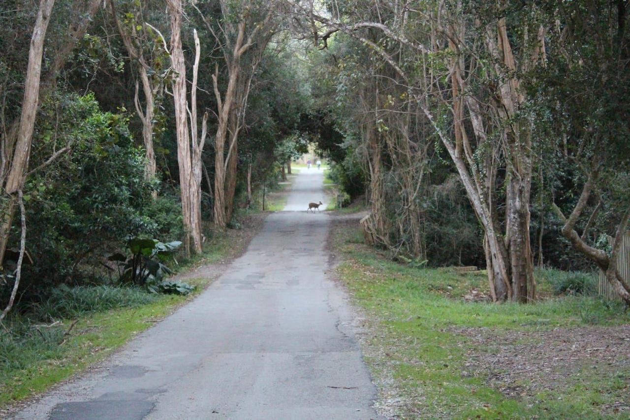 Nature'S Valley Health Retreat A Hide Away In The Forest Exterior photo